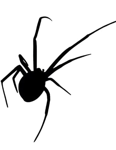 Black Widow Spider