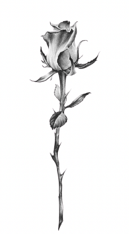 Rose: Thorned Beauty