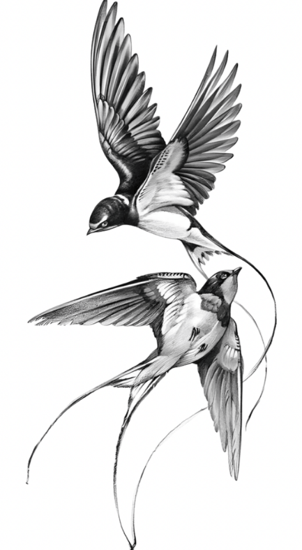 Swallows: Two Souls